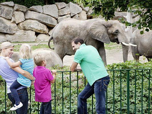 Der Lange Tag der Familie lädt unter anderem zum günstigen Besuch im Tiergarten Schönbrunn ein