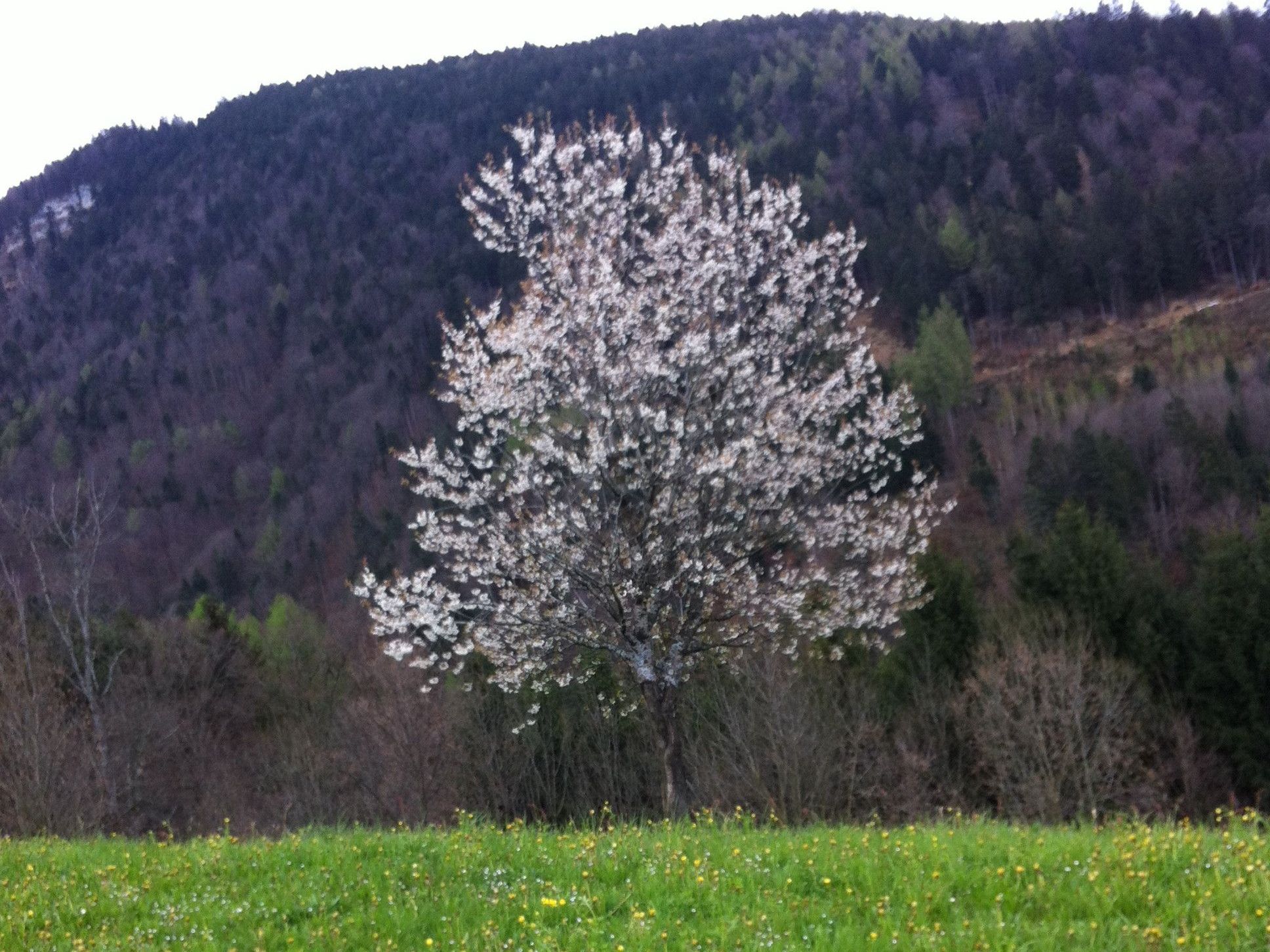 Durch das nasse und kalte Wetter sind die aufgeblühten Kirschenbäume in Fraxern derzeit noch in getrübter Optik wahrnehmbar. Durch das nasse und kalte Wetter sind die aufgeblühten Kirschenbäume in Fraxern derzeit noch in getrübter Optik wahrnehmbar.