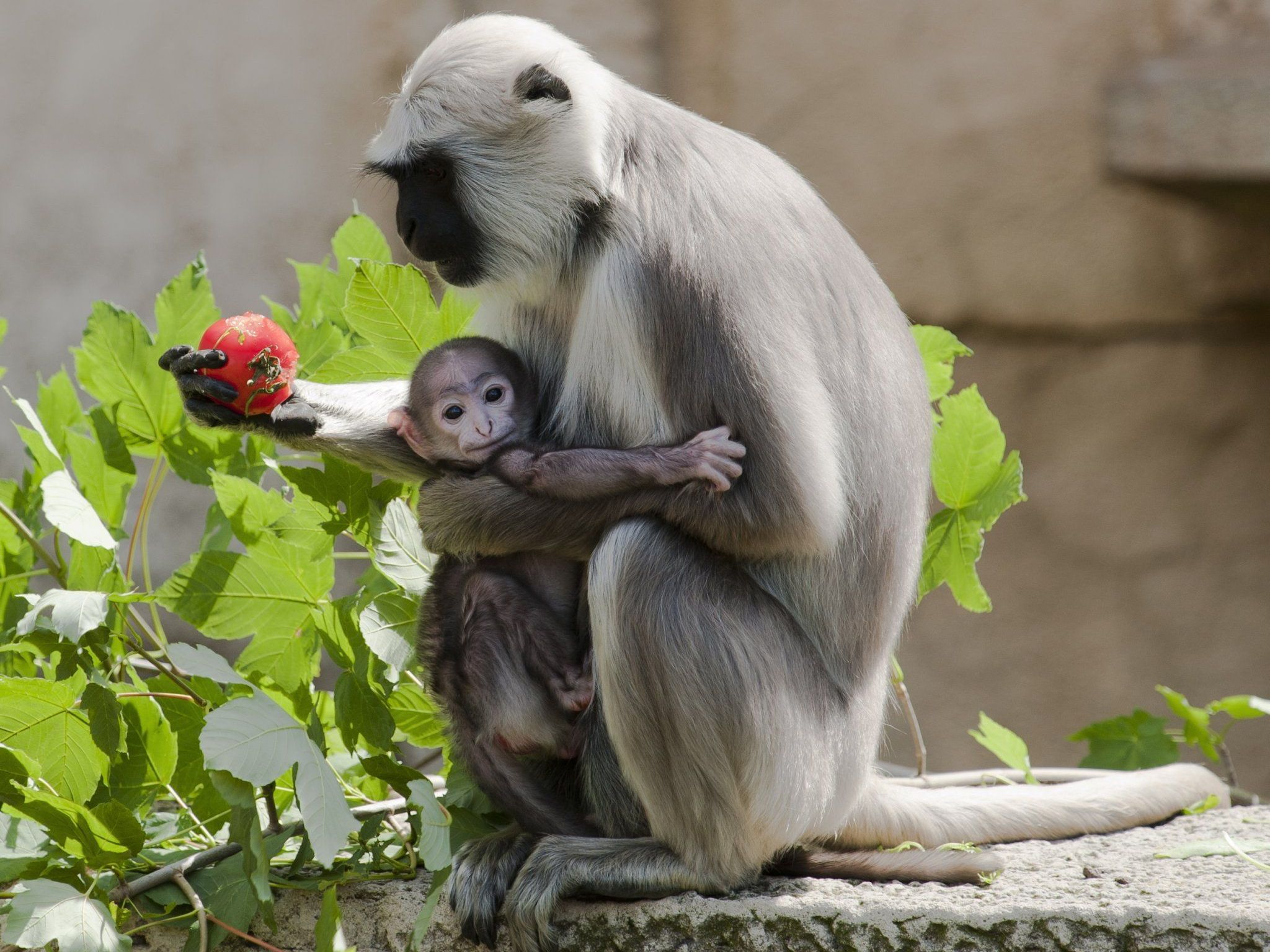 Das Hulman-Languren-Weibchen Lisa hält im Zoo Hannover ihr Neugeborenes im Arm. Das Hulman-Languren-Weibchen Lisa hält im Zoo Hannover ihr Neugeborenes im Arm.