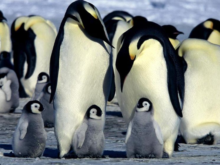 In der Antarktis leben doppelt so viele Kaiserpinguine wie bisher angenommen. In der Antarktis leben doppelt so viele Kaiserpinguine wie bisher angenommen.