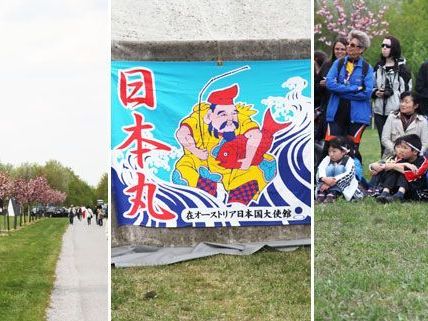 Die Kirschen blühten am Donnerstag auf der Donauinsel am Kirschenhainfest. Die Kirschen blühten am Donnerstag auf der Donauinsel am Kirschenhainfest.