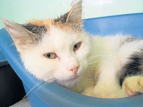 Der Tierschutzverein München sucht Mausis Besitzer, die aus Obertaufkirchen (Landkreis Mühldorf a. Inn) kommen müssten. Der Tierschutzverein München sucht Mausis Besitzer, die aus Obertaufkirchen (Landkreis Mühldorf a. Inn) kommen müssten.