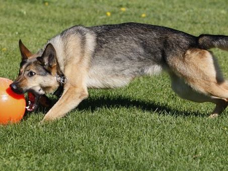 Bissattacke in Simmering: Ein Schäferhund biss einem Mann fast die ganze Nase ab. Bissattacke in Simmering: Ein Schäferhund biss einem Mann fast die ganze Nase ab.