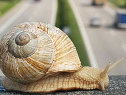 Im Schneckentempo gings dahin auf den Straßen von Wien und auf den Autobahnen. Im Schneckentempo gings dahin auf den Straßen von Wien und auf den Autobahnen.
