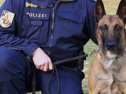 Die Drogenhunde der Wiener Polizei trainieren regelmäßig für ihre Einsätze.