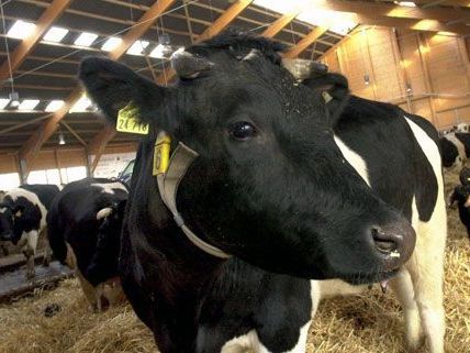 Mehrere Rinder bei Stallbrand in Kärnten getötet Mehrere Rinder bei Stallbrand in Kärnten getötet
