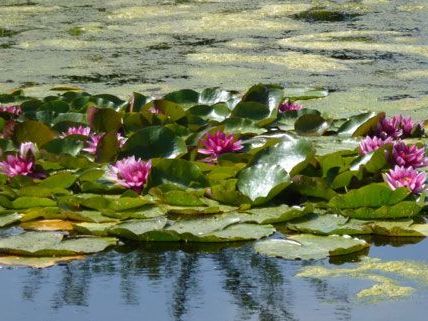 Mann lag tot im Teich in Kärnten Mann lag tot im Teich in Kärnten