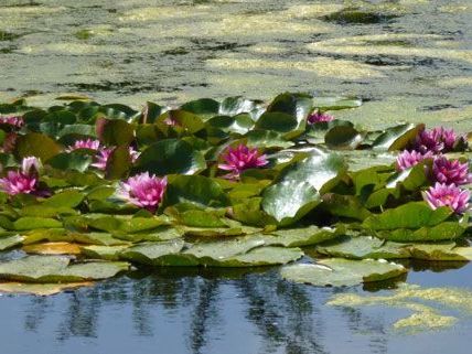 Mann lag tot im Teich in Kärnten