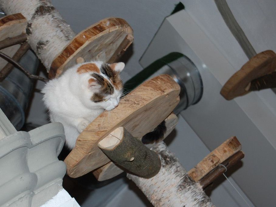 Eine der sechs Katzen im neuen Katzencafe Neko im 1. Bezirk Eine der sechs Katzen im neuen Katzencafe Neko im 1. Bezirk