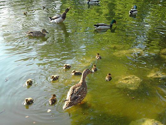 Unser Leserreporter freute sich über niedliche kleine Enten im Stadtpark