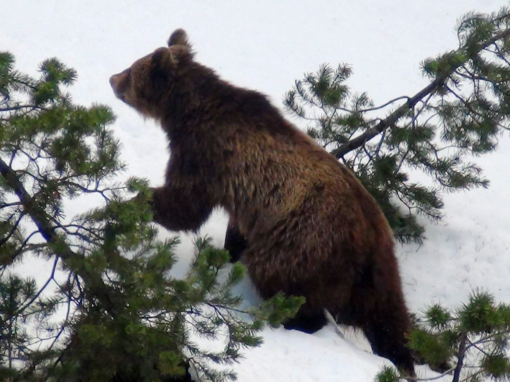 Braunbär M13 erholt sich nach seiner Kollision mit einem Zug in der Nähe der Unfallstelle.