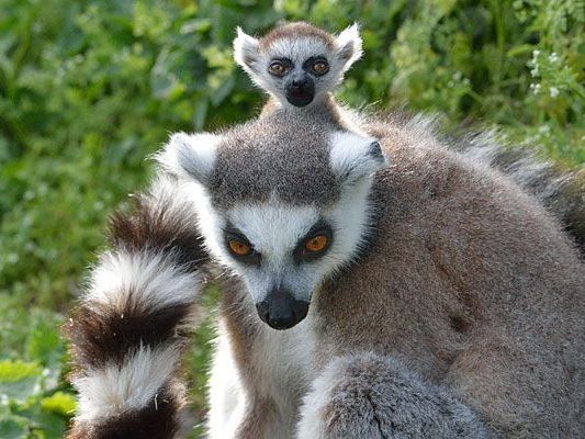 Im Tiergarten Schönbrunn ist nun auch ein Baby-Katta zu bewundern Im Tiergarten Schönbrunn ist nun auch ein Baby-Katta zu bewundern
