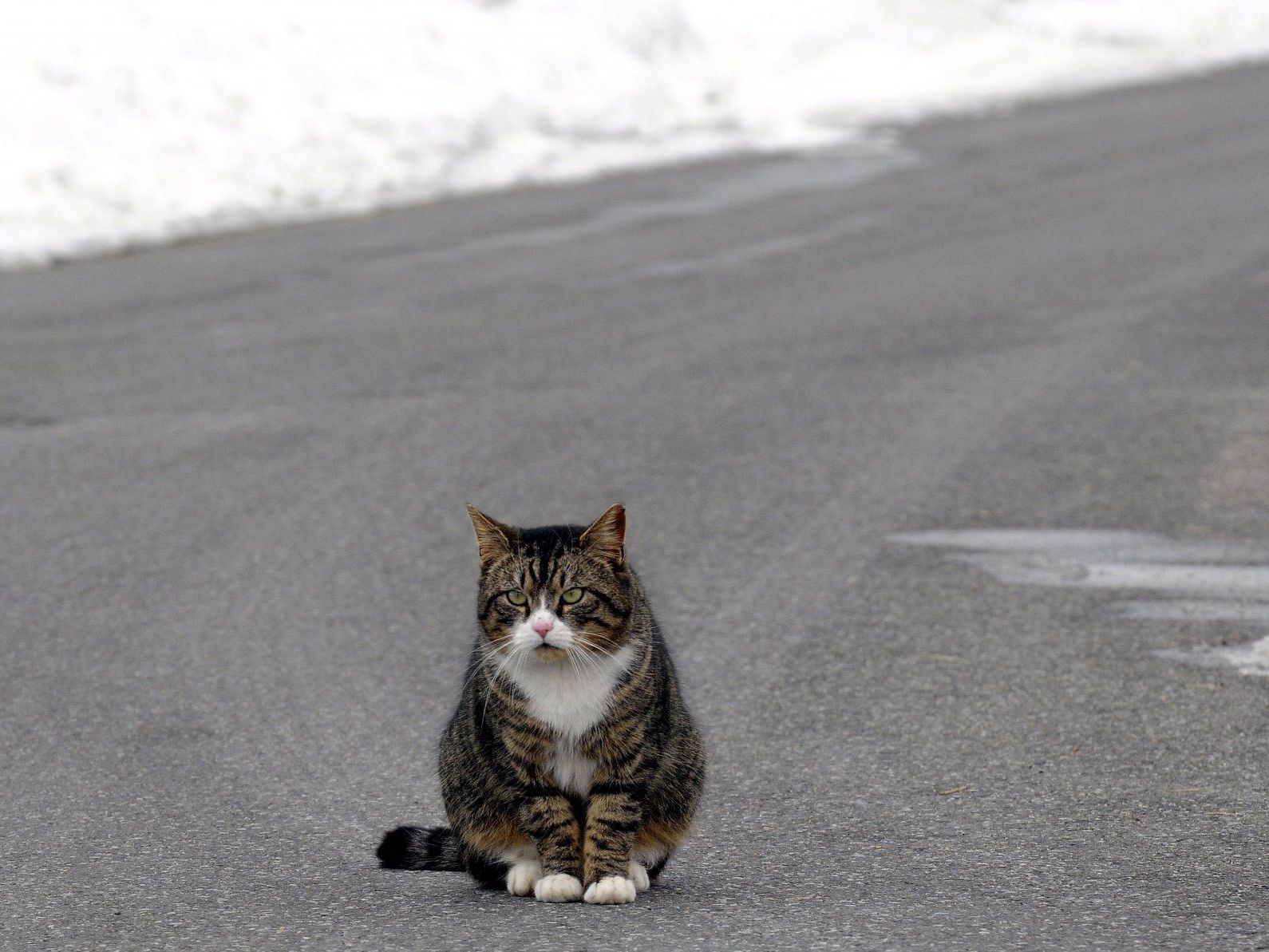 Katze "Daniella" wurde dreimal von der Polizei überfahren - um sie "einzuschläfern". Katze "Daniella" wurde dreimal von der Polizei überfahren - um sie "einzuschläfern".