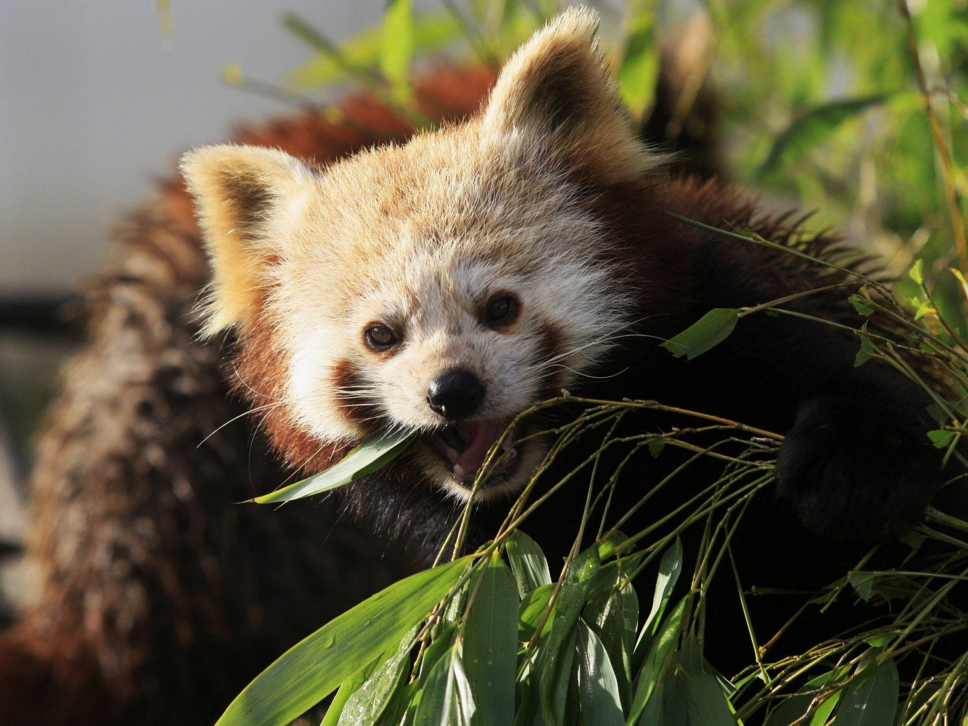 Der "Kleine" oder "Rote" Panda frisst auch gerne Bambus. Der "Kleine" oder "Rote" Panda frisst auch gerne Bambus.