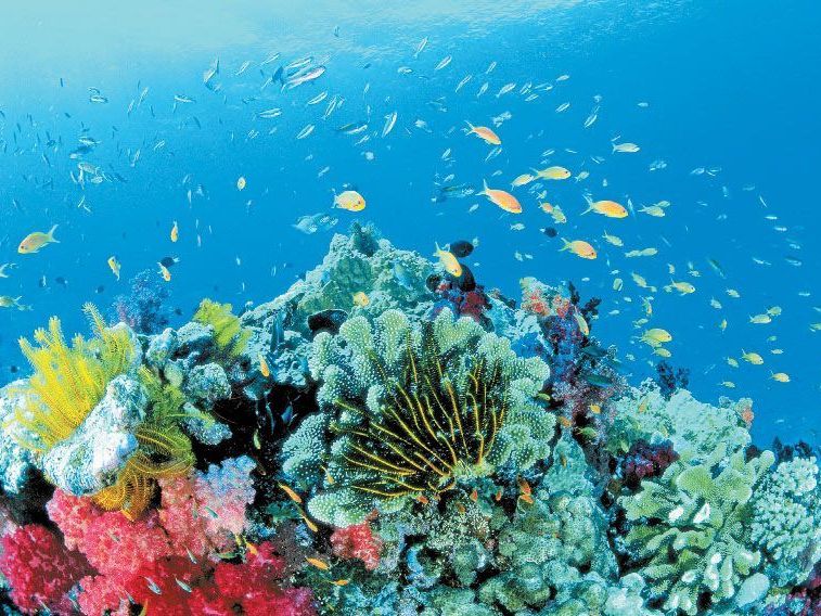Das Riff an der Ningaloo Coast in West-Australien ist eines der größten Saumriffe der Erde Das Riff an der Ningaloo Coast in West-Australien ist eines der größten Saumriffe der Erde