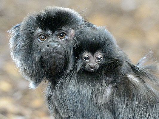 So niedlich schaut der kleine Springtamarin in Schönbrunn aus der Wäsche