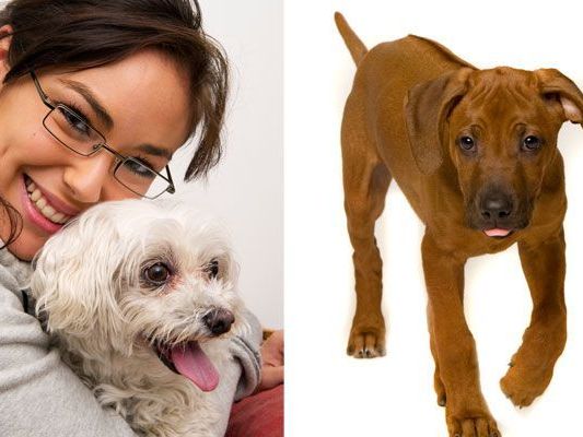 Für Hundebesitzer gibt es bei diesem Termin viel zu lernen - und Welpen erwartet ein Krabbelkurs Für Hundebesitzer gibt es bei diesem Termin viel zu lernen - und Welpen erwartet ein Krabbelkurs