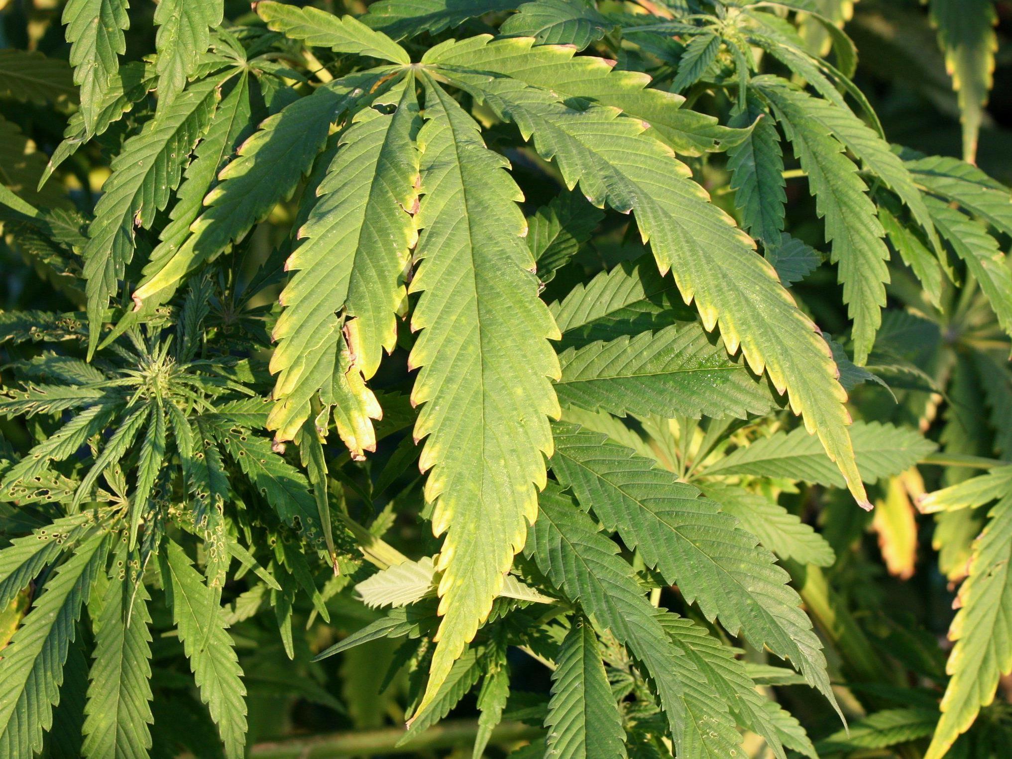 Die Legalisierung der verbotenen Pflänzchen wird beim Global Cannabis March gefordert