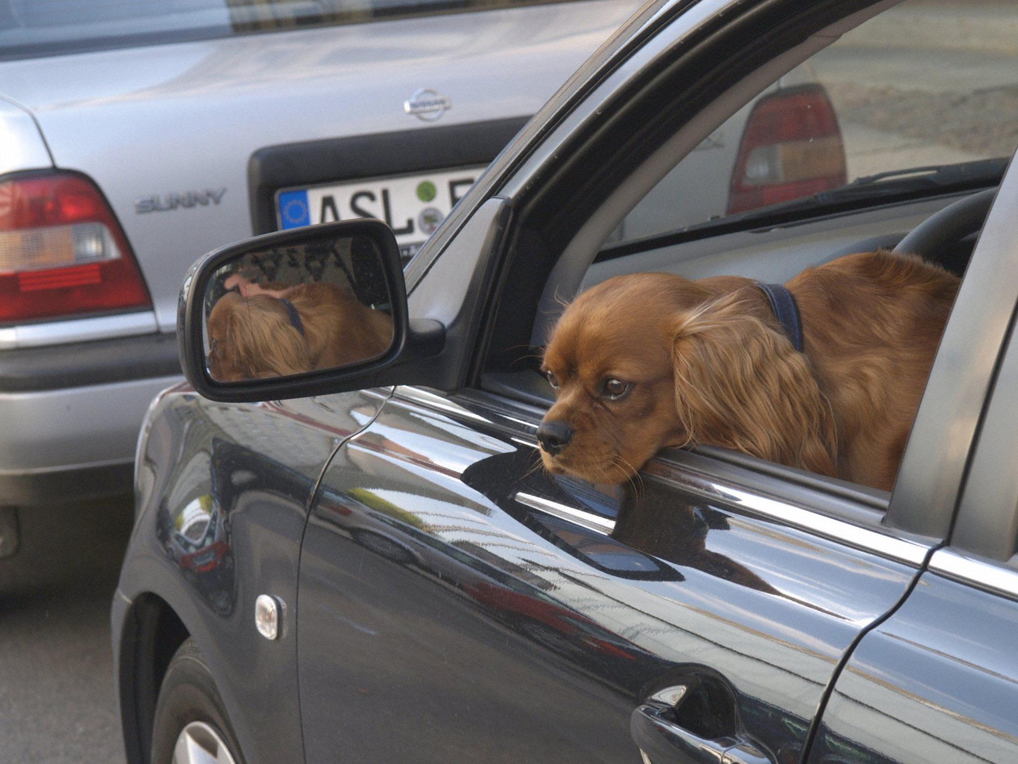 Sollte man einen Hund im Auto lassen, braucht er Zugluft und frisches Wasser.