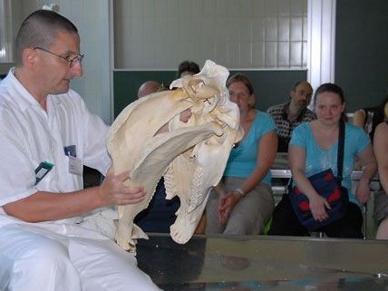 Ein Blick hinter die Kulissen der Tierklinik wird beim Tag der offenen Tür ermöglicht. Ein Blick hinter die Kulissen der Tierklinik wird beim Tag der offenen Tür ermöglicht.