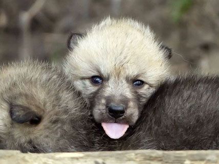 Der Tiergarten Schönbrunn hat eine neue Attraktion: Sechs kleine akrtische Wölfe. Der Tiergarten Schönbrunn hat eine neue Attraktion: Sechs kleine akrtische Wölfe.