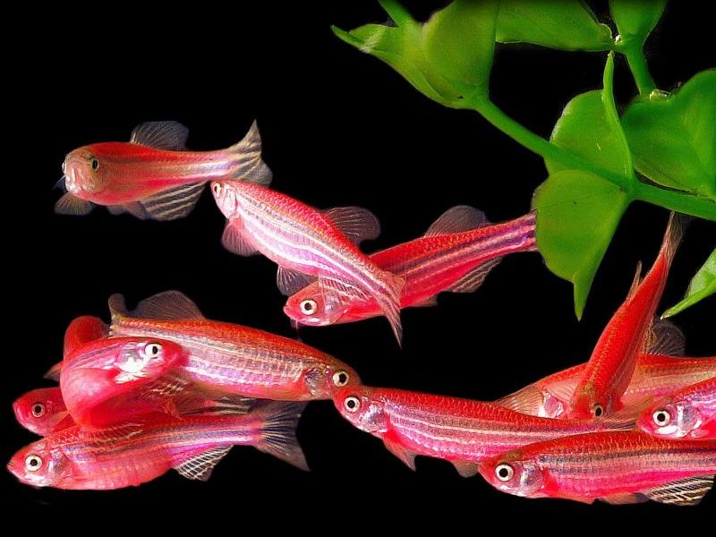 Ein kleiner Fisch kann in einem Sekundenbruchteil auf das Zehnfache der Erdbeschleunigung beschleunigen und entkommen. Ein kleiner Fisch kann in einem Sekundenbruchteil auf das Zehnfache der Erdbeschleunigung beschleunigen und entkommen.