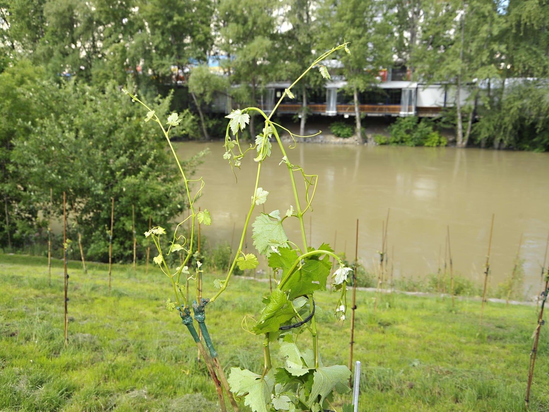 Die "Riede summerstage" treibt schon aus, und das am Donaukanal