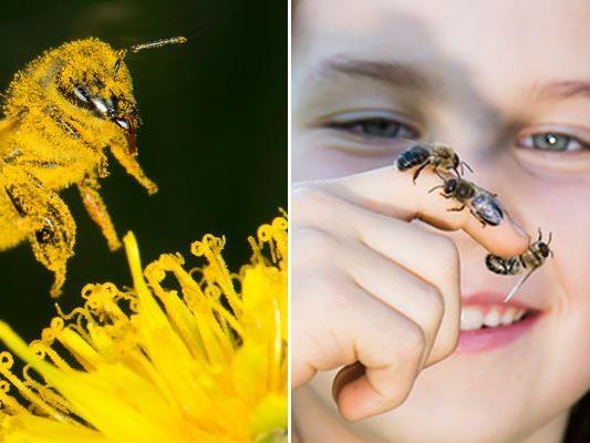Auf den Spuren faszinierender Tiere im neuen Bienenhaus im Tiergarten Schönbrunn