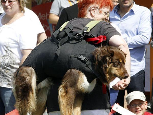 Die Hunde zeigen beim Donauinselfest was sie können!