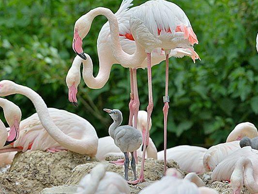 Noch sind sie grau: Die Baby-Flamingos in Schönbrunn