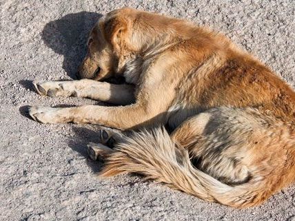 In Korneuburg treibt ein Hundehasser sein Unwesen - er schoss einen Mischling an