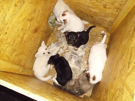 In diesen kleinen Kisten waren die Hundebabys untergebracht