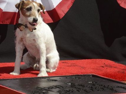 Uggie, der tierische Star von The Artist, erhielt einen Stern am Walk of Fame Uggie, der tierische Star von The Artist, erhielt einen Stern am Walk of Fame