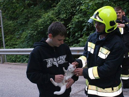 Katze "Julie" konnte nach der Rettung vom Baum in Payerbach ihrem Besitzer übergeben Katze "Julie" konnte nach der Rettung vom Baum in Payerbach ihrem Besitzer übergeben