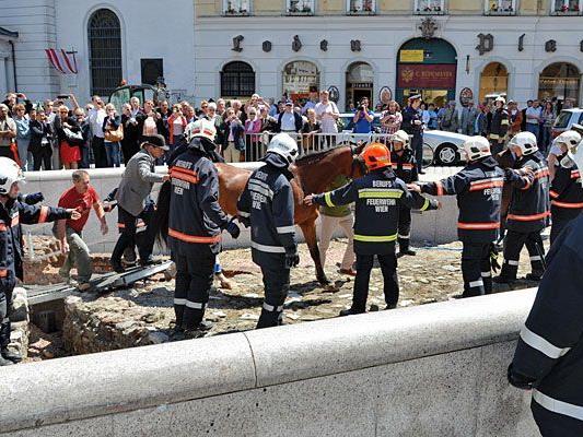 Feuerwehr-Einsatz: Das Fiaker-Pferd geriet nach dem Sturz in die Ausgrabungsstätte am Michaelerplatz
