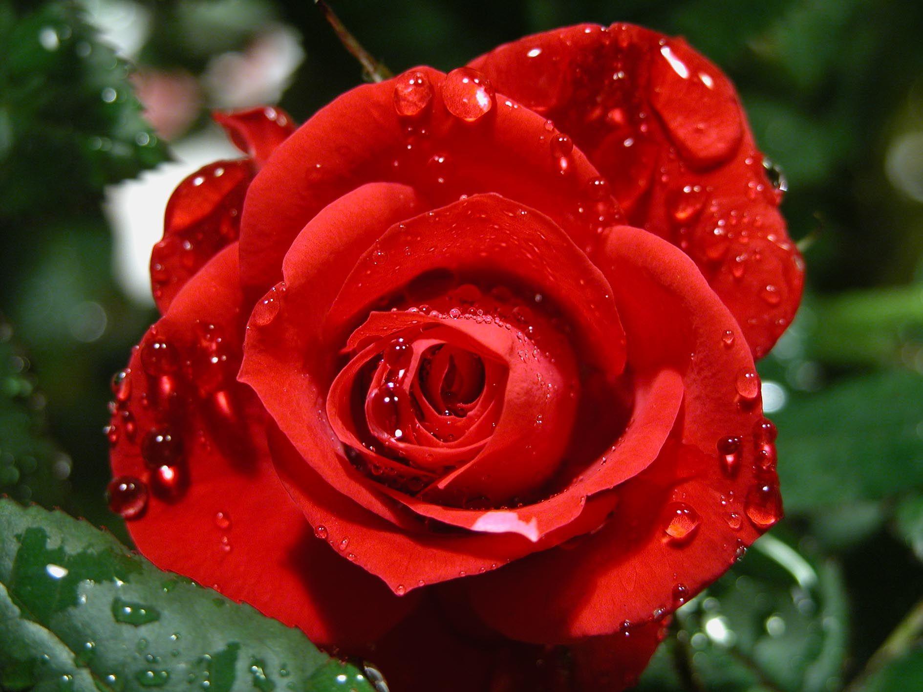 Gartenprofi Herbert Geringer gibt Tipps zur Rosenpflege