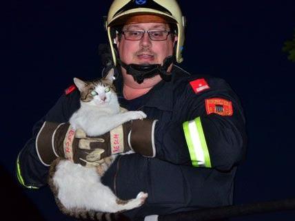Freiwillige Feuerwehr Neunkirchen Stadt rettet Katze von Baum