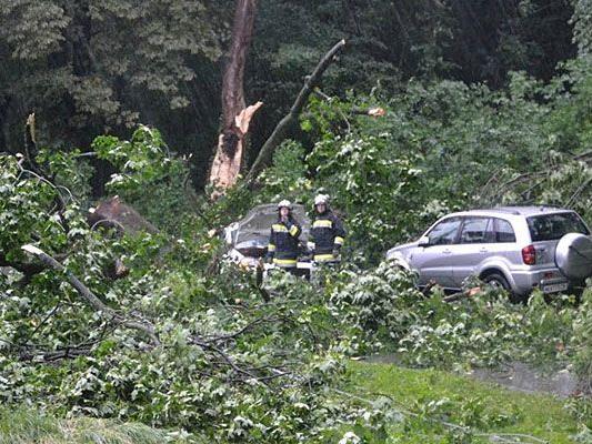 Durch die Unwetter gab es in Niederösterreich zahlreiche Beschädigungen - unter anderem stürzten Bäume auf Autos