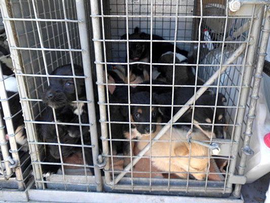 Nach ihrer Rettung in Wien-Floridsdorf befinden sich die Welpen erneut in großer Gefahr Nach ihrer Rettung in Wien-Floridsdorf befinden sich die Welpen erneut in großer Gefahr