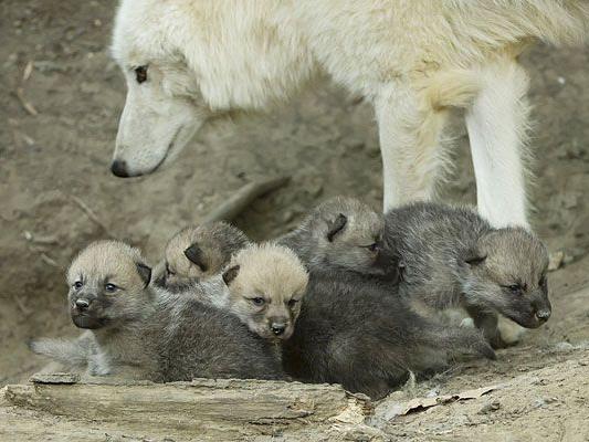 Sehen Sie selbst, wie niedlich die Baby-Wölfe in Schönbrunn sind - wir verlosen Tiergarten-Tickets!