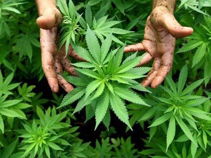 Drei Männer wurden verhaftet, weil sie über einen Zeitraum von mehreren Jahren 150 Kilogramm Cannabis in Umlauf gebracht haben sollen.