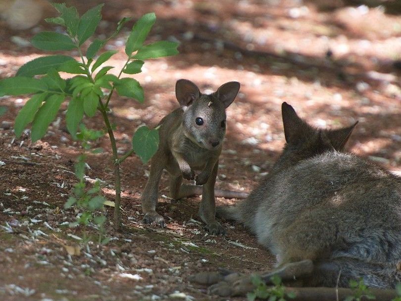Eines der kleinen Parmakänguruhs im Tiergarten Schönbrunn Eines der kleinen Parmakänguruhs im Tiergarten Schönbrunn