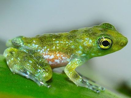 Ab sofort können die Winkerfrösche im Regenwaldhaus des Tiergartens betrachtet werden. Ab sofort können die Winkerfrösche im Regenwaldhaus des Tiergartens betrachtet werden.