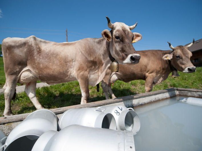 Viehhaltende Landwirtschaft als Indenditätsmerkmal Vorarlbergs Viehhaltende Landwirtschaft als Indenditätsmerkmal Vorarlbergs
