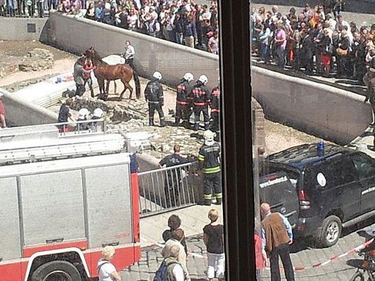 Aufregung um ein Pferd, das mitten in die Ausgrabungen am Michaelerplatz geriet Aufregung um ein Pferd, das mitten in die Ausgrabungen am Michaelerplatz geriet