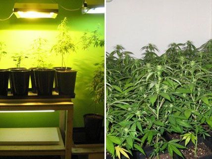 Der mutmaßliche Hanfplantagen-Besitzer wurde festgenommen. Der mutmaßliche Hanfplantagen-Besitzer wurde festgenommen.