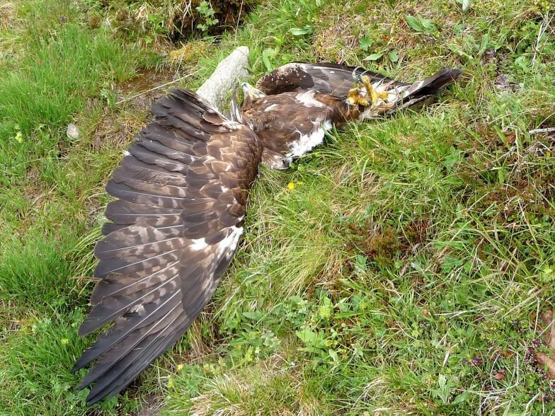 Steinadler fiel einem Querschläger zum Opfer Steinadler fiel einem Querschläger zum Opfer