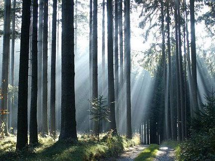 LR Schwärzler: Unterstützung für naturnahe Pflege und Bewirtschaftung unverzichtbarer Waldflächen LR Schwärzler: Unterstützung für naturnahe Pflege und Bewirtschaftung unverzichtbarer Waldflächen