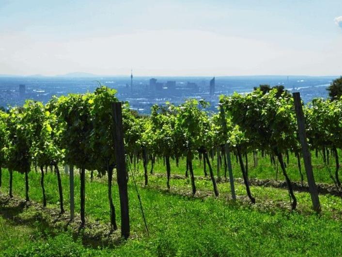 Am Wiener Weinfest können die besten Tropfen der Stadt verkostet werdenq