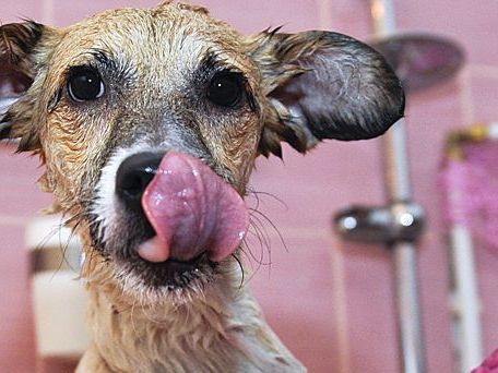 40 Hunde wurden aus einer Wohnung in Niederösterreich befreit. 40 Hunde wurden aus einer Wohnung in Niederösterreich befreit.